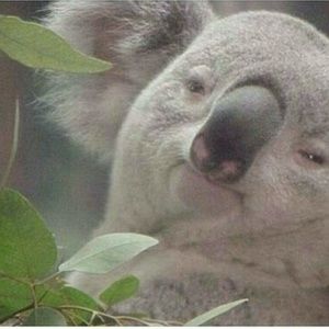 Meet your Posher, Ck